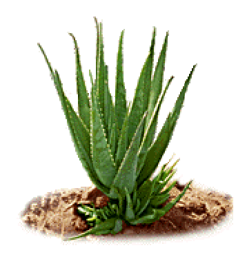 FOTO PLANTA ALOE VERA foto planta aloe vera: