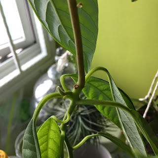 Third Avocado Plant - Third Pruning on 14 May 2015 A small branch from the 2nd pruned area