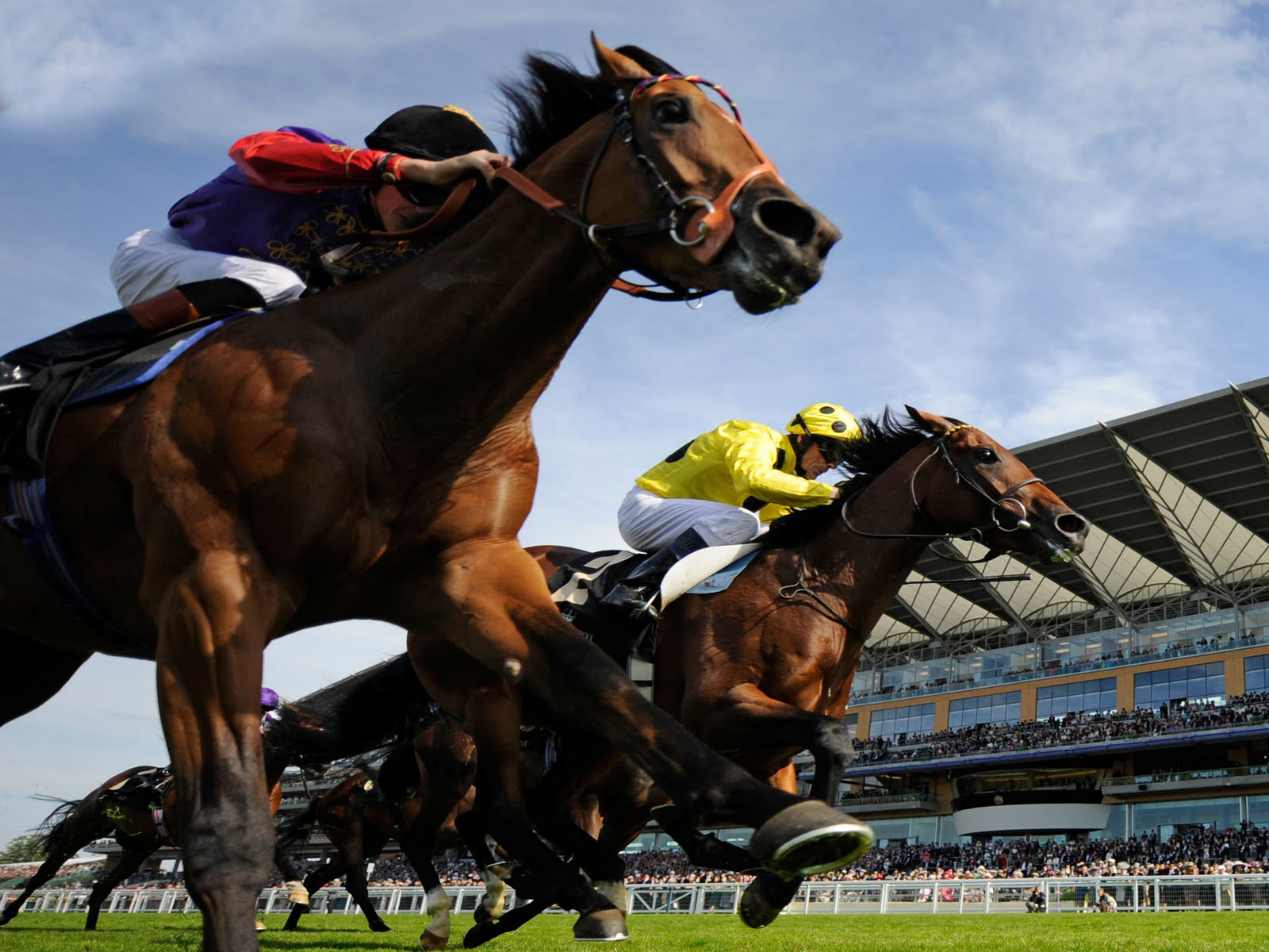 Top 31 Amazing And Dashing Horse Racing Wallpapers In HD