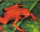 mantela Cantos de ranas y sapos