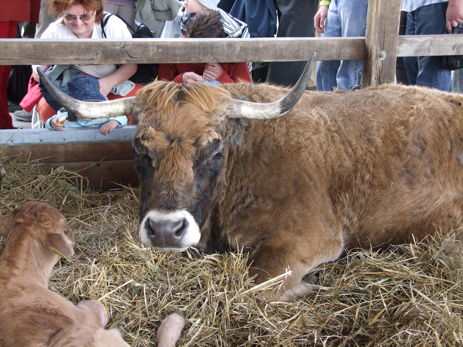 Animal Husbandry Food