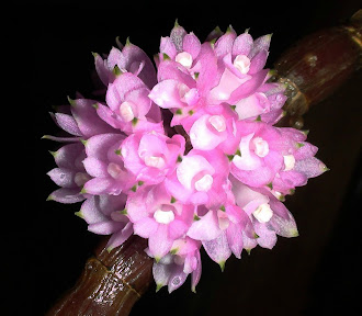 Orchid of Celebes