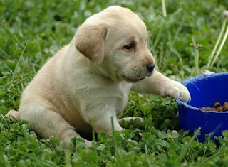 Labrador Retriever Training Practical Commands Training Labrador Retriever Training Practical Commands Training