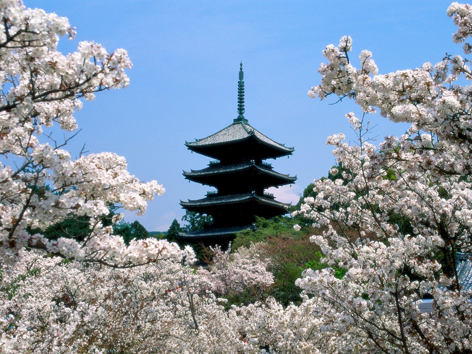 http://4.bp.blogspot.com/-ECxw36vF-20/TxRegV31nAI/AAAAAAAAARs/R7KCVgyYAws/s1600/Japanese+wallpaper_Cherry+Blossoms.jpg
