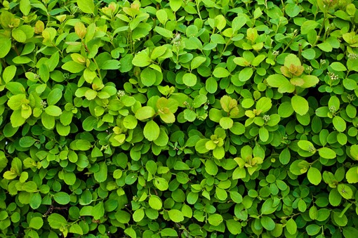 Green leafs texture Green leafs texture