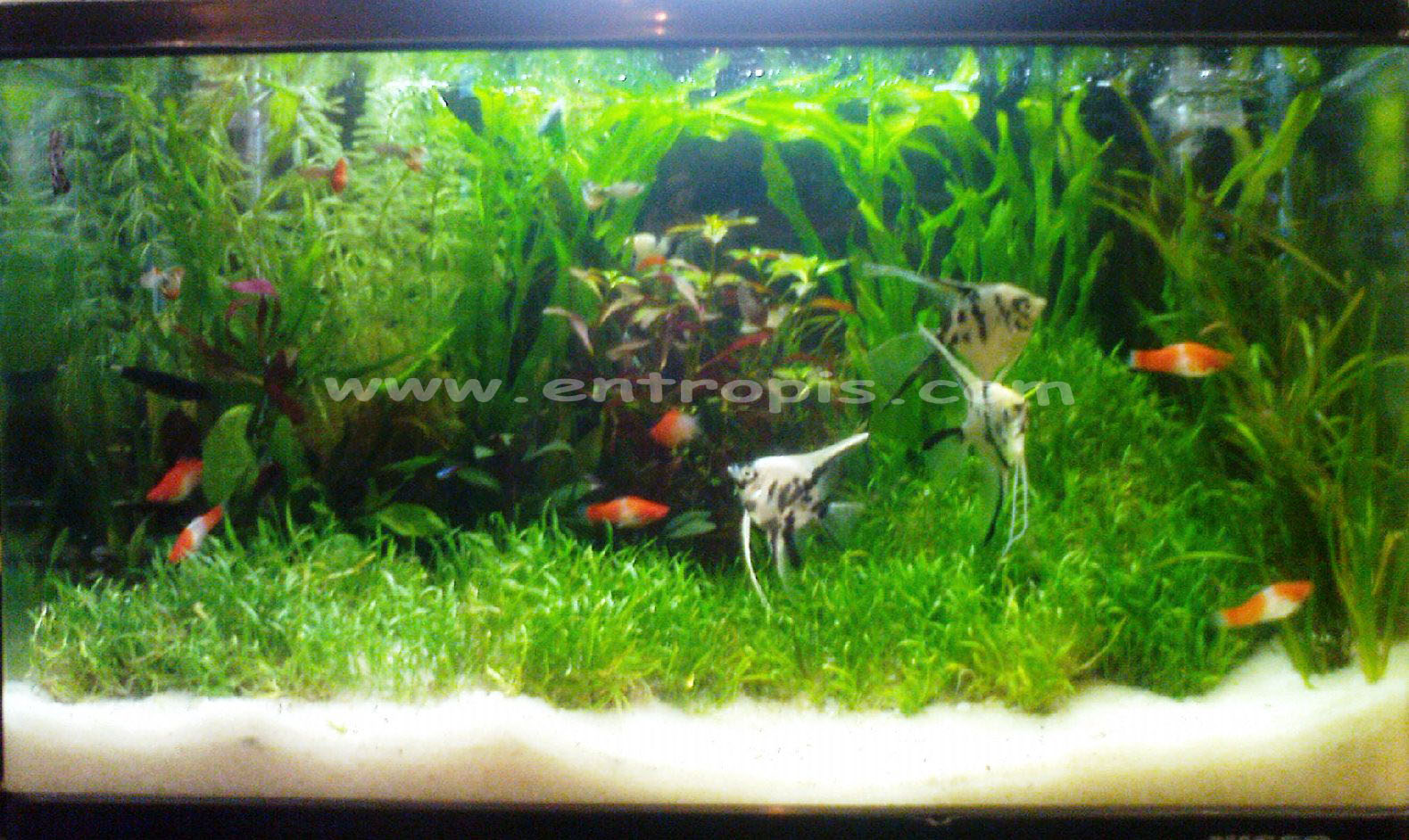 aquascape air laut mini dekorasi aquarium air tawar blog akvodecor aquascape air laut mini dekorasi aquarium air tawar blog akvodecor