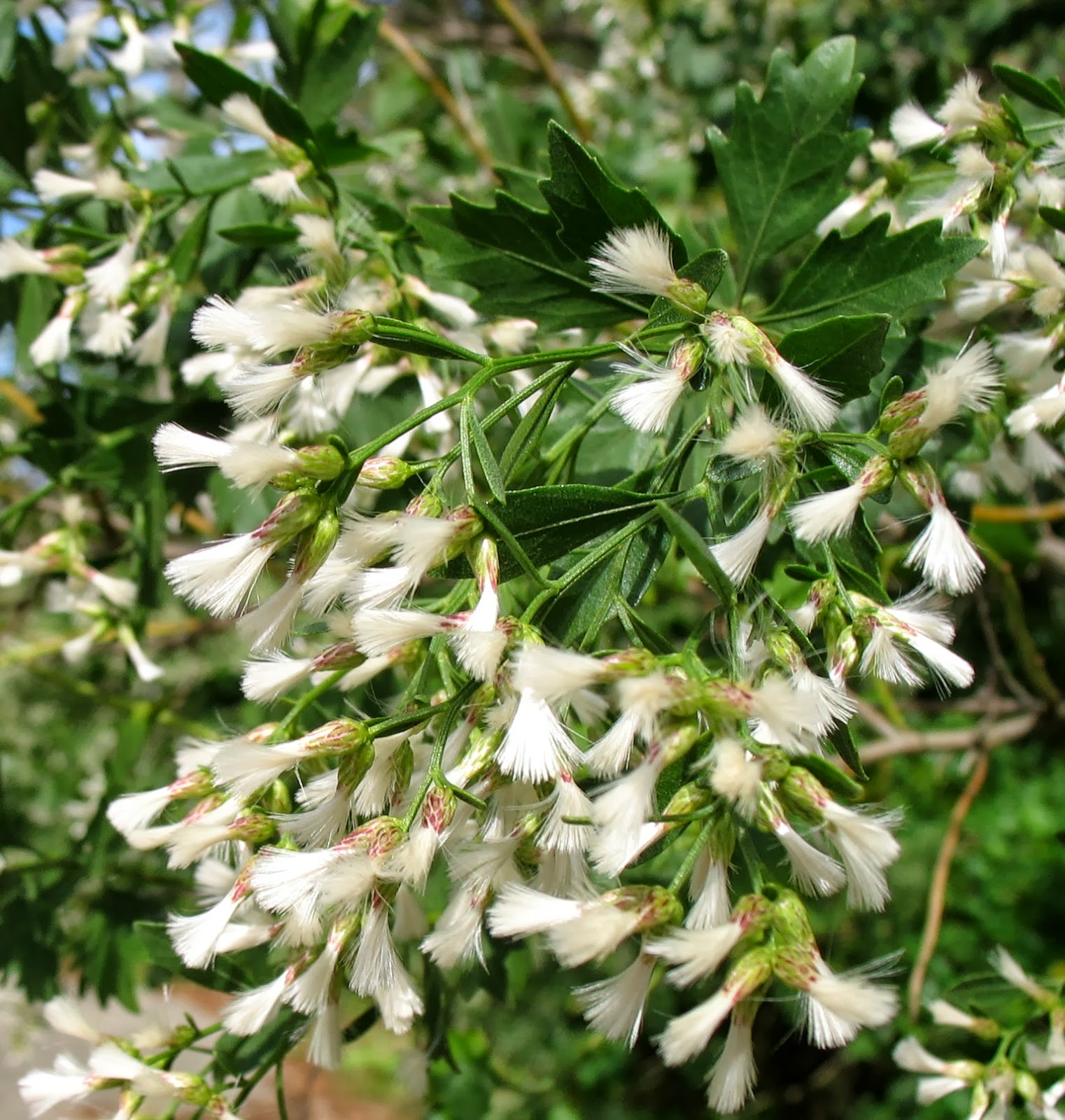 List 99+ Pictures Pictures Of Native Trees Of Updated