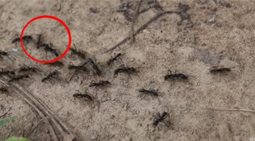 Injured ants get rescued after sending chemical SOS, researchers find