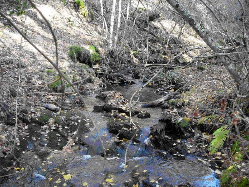 diciembre 2011 ~ Jardinería y Paisajismo. (paisajismo sostenible)