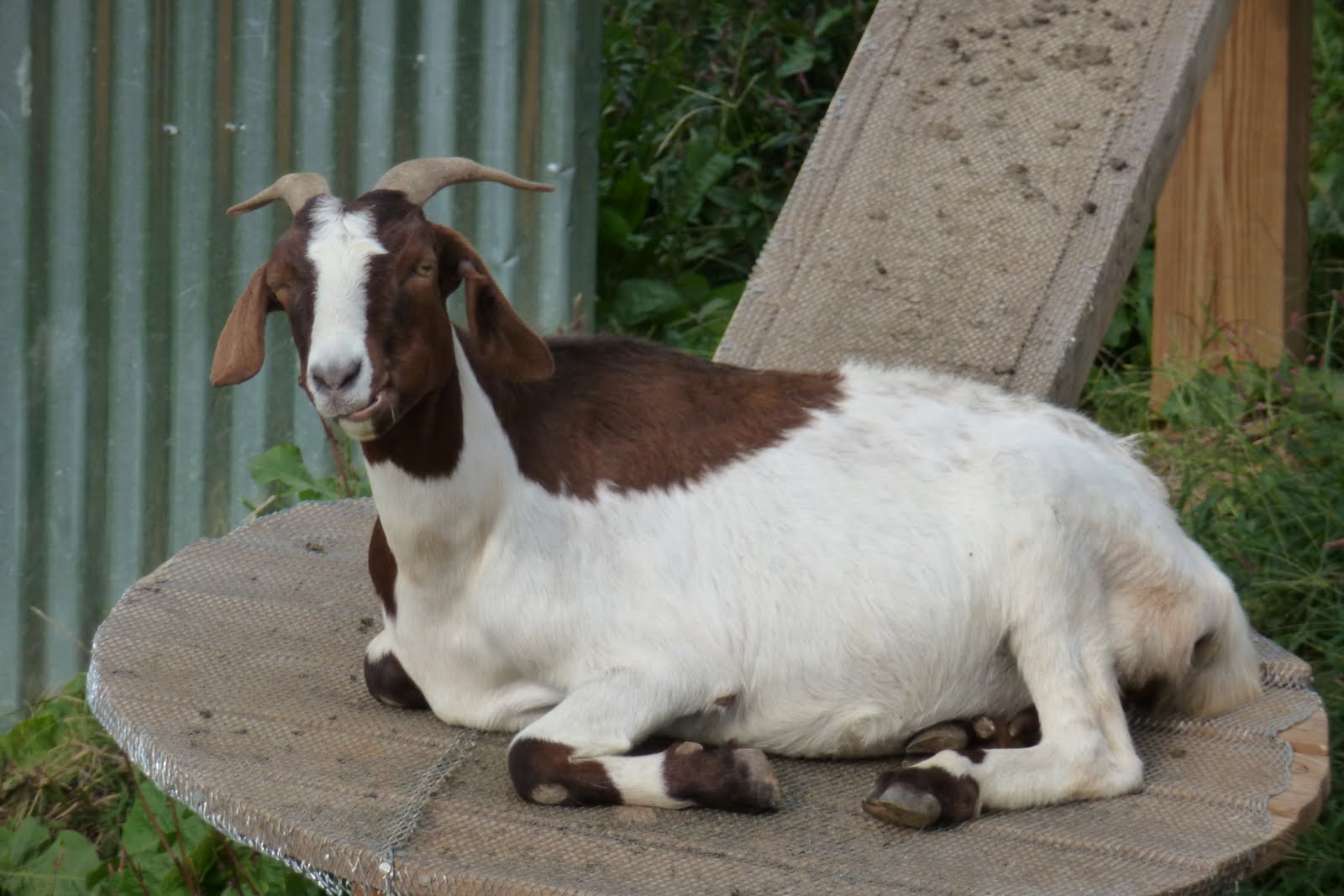 The Global Gastronomette Sugar's Ribs, Chattanooga, Tennessee