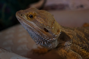 My Bearded dragon