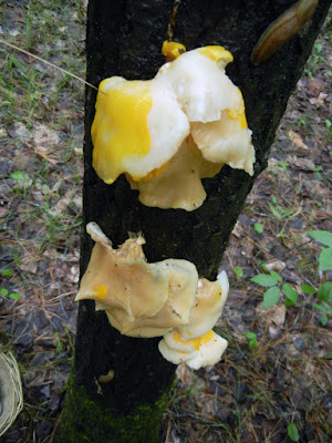 Badhamia utricularis plasmodium engulfing Pleurotus populinus.