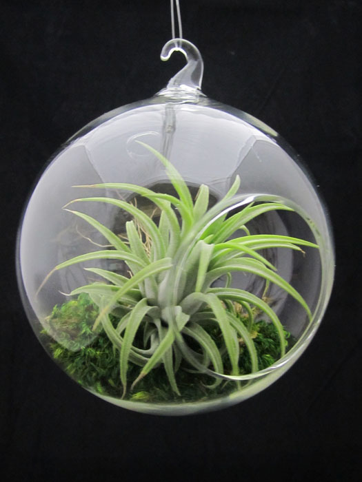 Sprout Home Chicago Air Plants... in Hanging Glass Globes