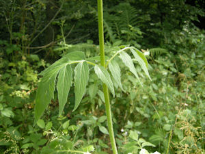 How to Grow Valerian