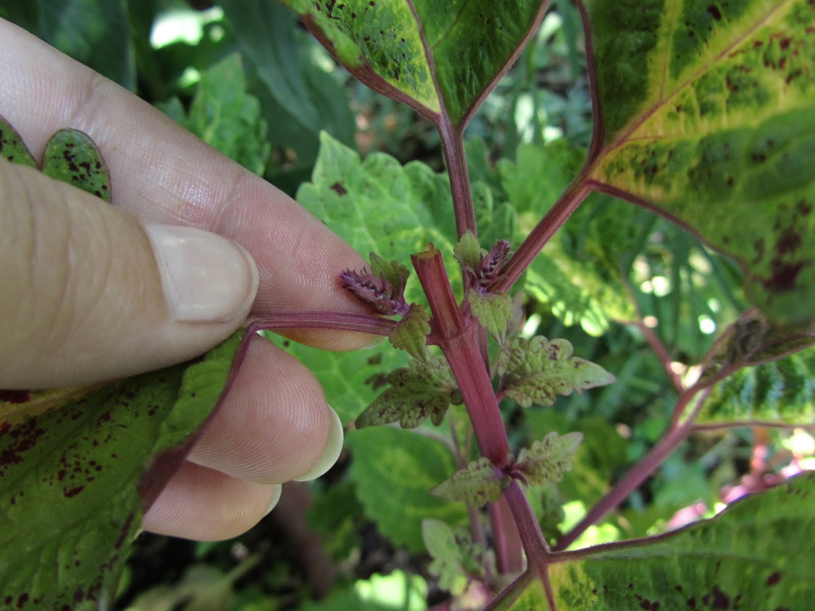 Cheesehead Gardening Coleus Care