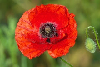 Poppy Flower Wallpaper - A2Z Wallpaper