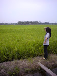 sawah padi