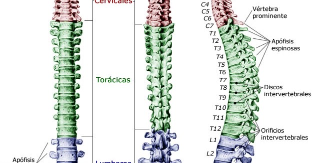 HUESOS DEL CUERPO HUMANO: LOS HUESOS DEL CUERPO HUMANO