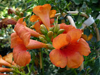 Campsis radicans = Bignonia radicans