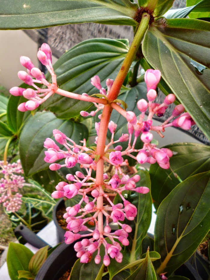 flowers of Medinilla cummingii