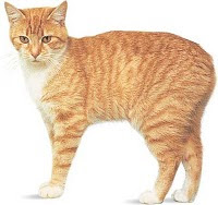 manx cat manx cat pussy grimalkin mace pisik kotka gat macka kocka kass pusa kissa gato katze macska kottur kakis kate qattus kot pisica katt kedi con meo kucing pets huisdieren animaux de compagnie Haustiere animais Animale de companie animales domesticos husdjur Evcil Hayvan anifeiliaid anwes domace zvali binatang kesayangan augintiniai animali domestici peatai bet kay lemmikit mga alagang hayop domaci zvirata kucni ljubimci animals domestics maskotak binatang peliharaan breeds