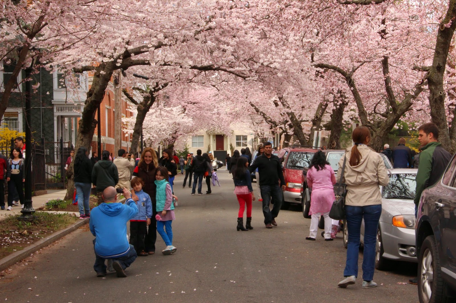 Orange Slices Cherry Blossom Festival in Wooster Square
