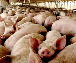 ganado porcino