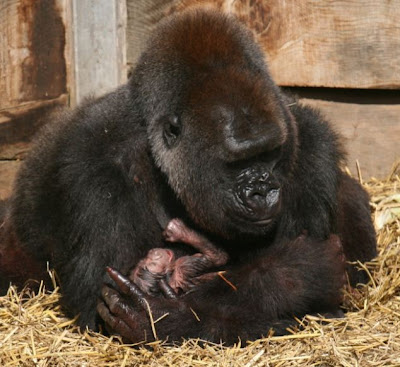 ... child that she won't loosen her grip for keepers to determine its sex. ... child that she won't loosen her grip for keepers to determine its sex.