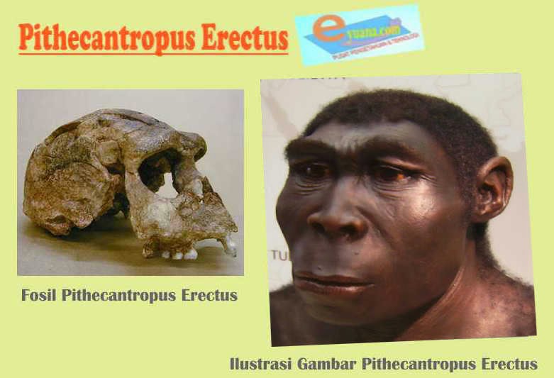 Gambar Manusia Purba Pithecanthropus Erectus