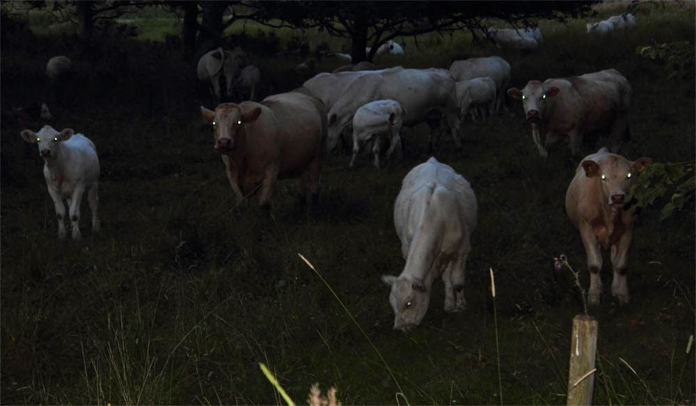 Little baby cows, they were very curios who I was. :-= Little baby cows, they were very curios who I was. :-=