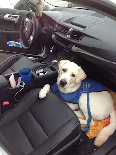 Jam is in the car and has one paw up on the seat. Jam is in the car and has one paw up on the seat.