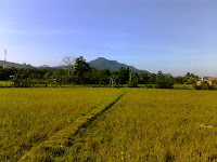 camba Rise Field, Maros regency South Sulawesi The Heaven of South Sulawesi, SouthSulawesiArticles.blogspot.com