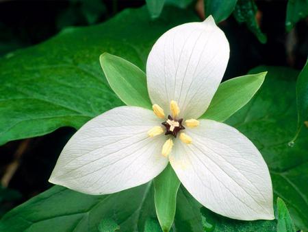 flowers for flower lovers white trillium flowers pictures flowers for flower lovers white trillium flowers pictures
