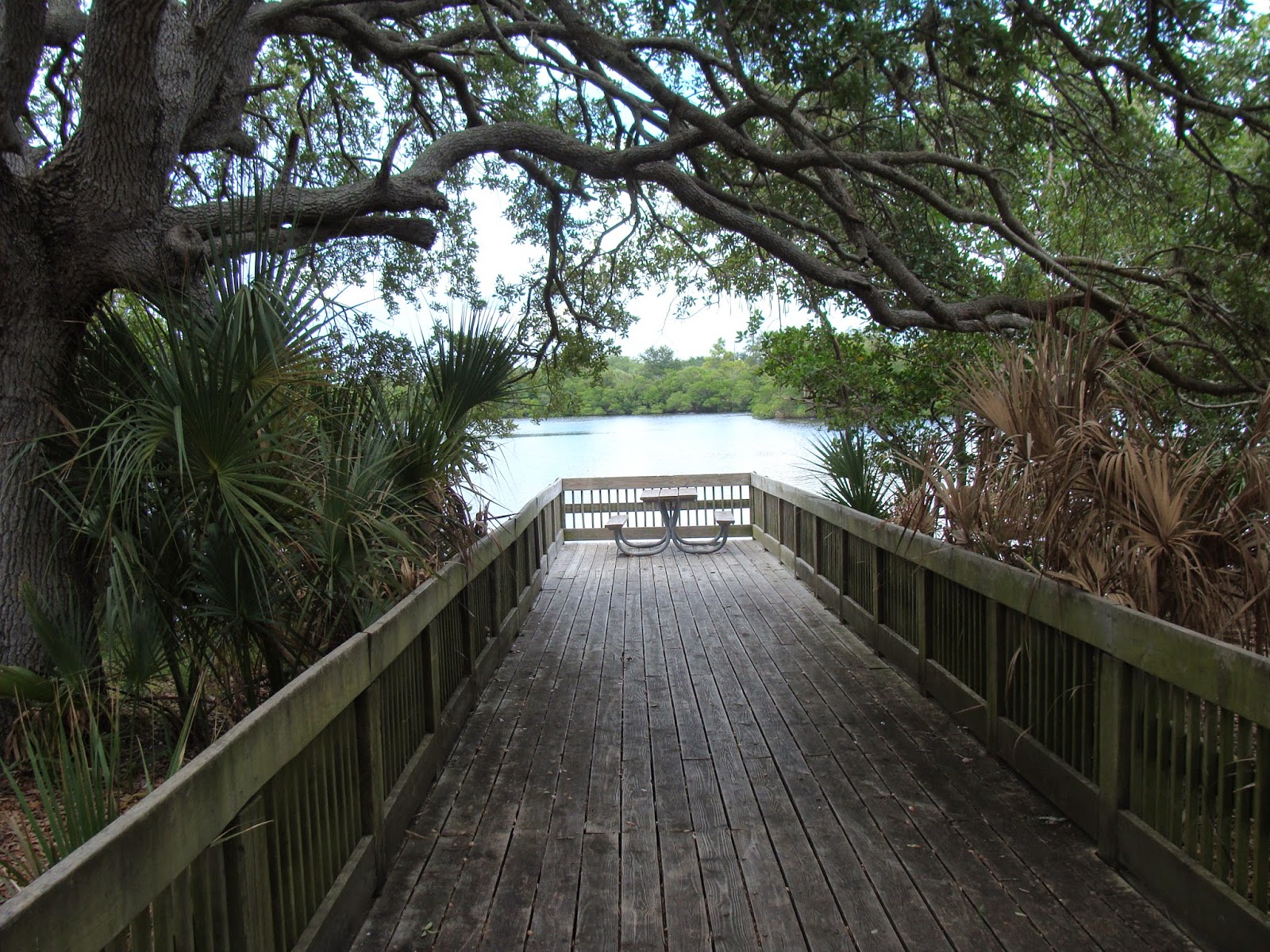 THE SIMMONS SAGA EG Simmons Regional Park, Ruskin, Florida