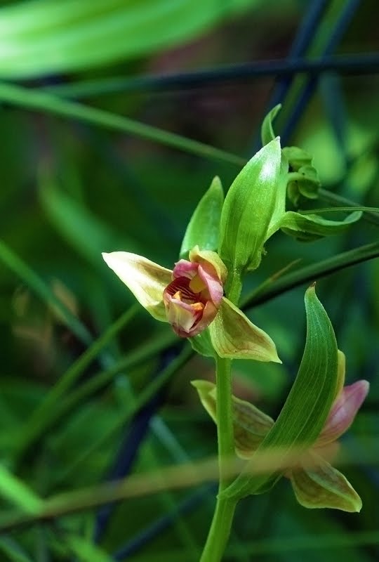 Stream Orchid, Epipactis gigantea_4748
