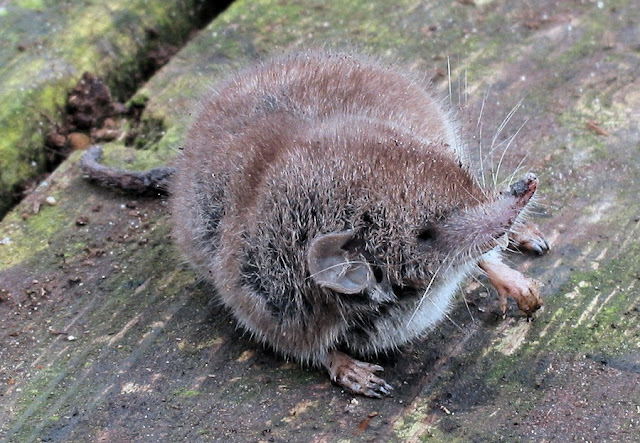 Crocidura russula - Musaraña Gris - sistema nervioso, el aparato digestivo, el aparato respiratorio, mamiferos, conservacion, aparato circulatorio, mamifero, aparato respiratorio circulatorio, aparato digestivo aparato respiratorio, aparato digestivo circulatorio, aparato respiratorio digestivo, aparato locomotor, caracteristicas de los mamiferos, aparato digestivo de los animales Crocidura russula - Musaraña Gris - sistema nervioso, el aparato digestivo, el aparato respiratorio, mamiferos, conservacion, aparato circulatorio, mamifero, aparato respiratorio circulatorio, aparato digestivo aparato respiratorio, aparato digestivo circulatorio, aparato respiratorio digestivo, aparato locomotor, caracteristicas de los mamiferos, aparato digestivo de los animales