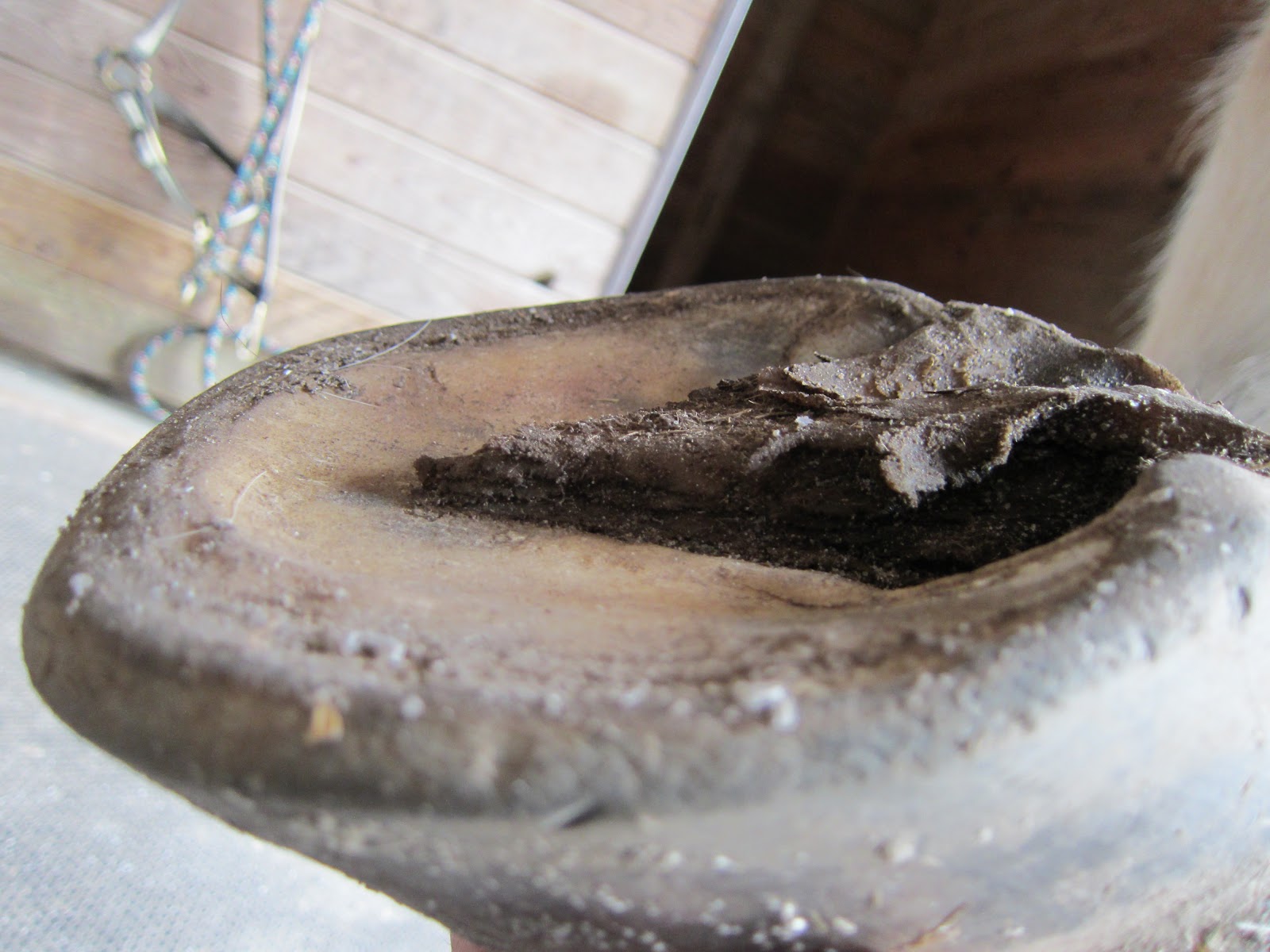 Memoirs of a Horse Girl My Barefoot Horse SideBySide Comparison