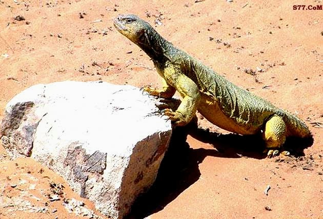 Halalnya Dhab Dan Haramnya Biawak Meraih Ilmu Syar I