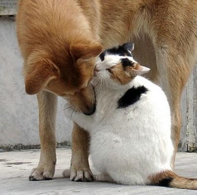 Funny Cat Pictures