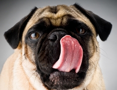 Coprofagia Perros Perros