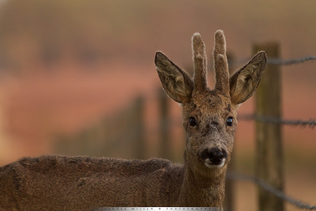 Ree - Roe Deer - Capreolus capreolus