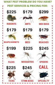 Bees, Wasps, and Hornet Season NJ 732-309-4209