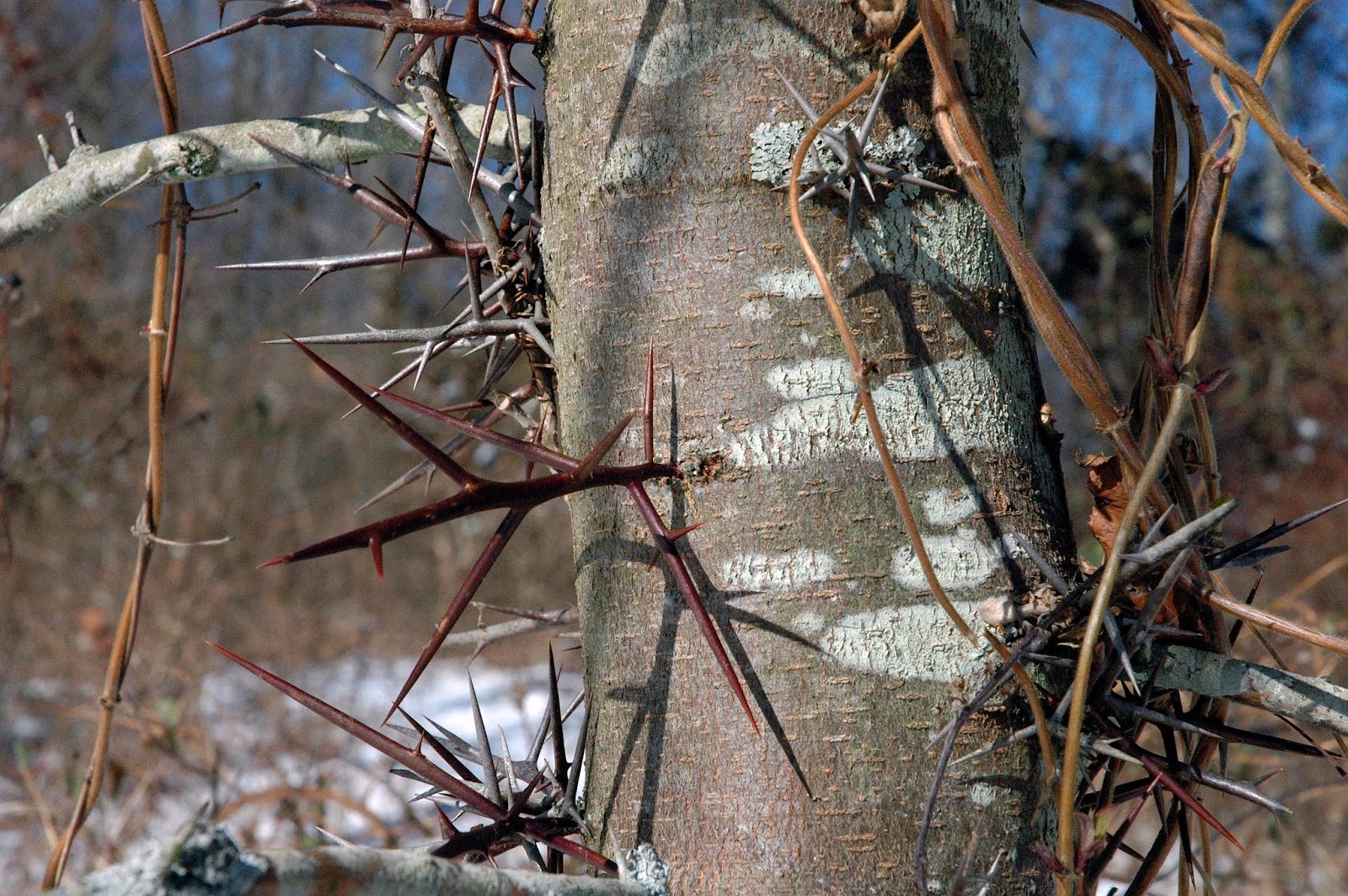 Field Biology in Southeastern Ohio A Thorny Situation