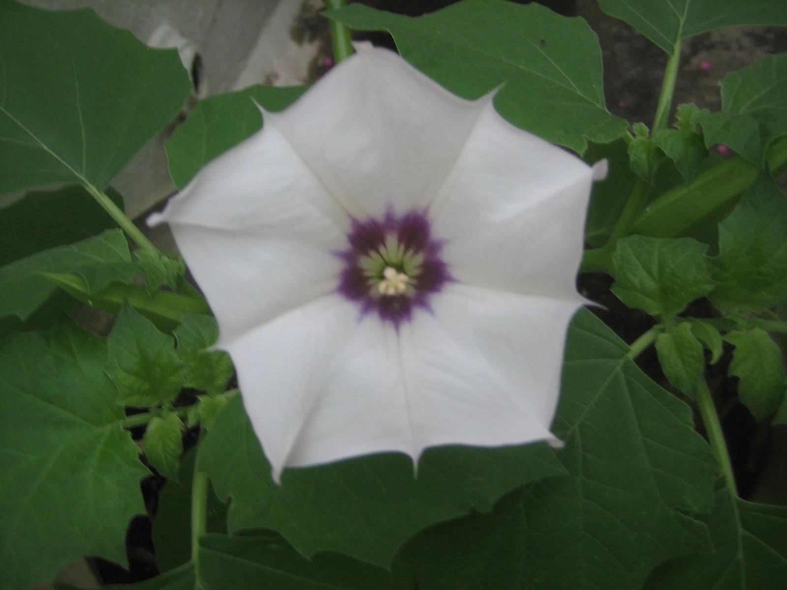 DATURA STRAMONIUM EAST SIDE