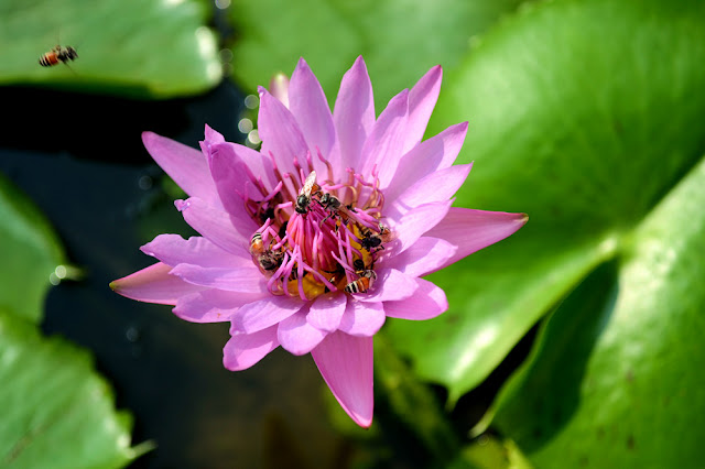 lotus flower lotus flower