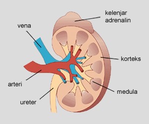 Glomerulus dan kapsula bowman akan membentuk bagian ginjal yang disebut