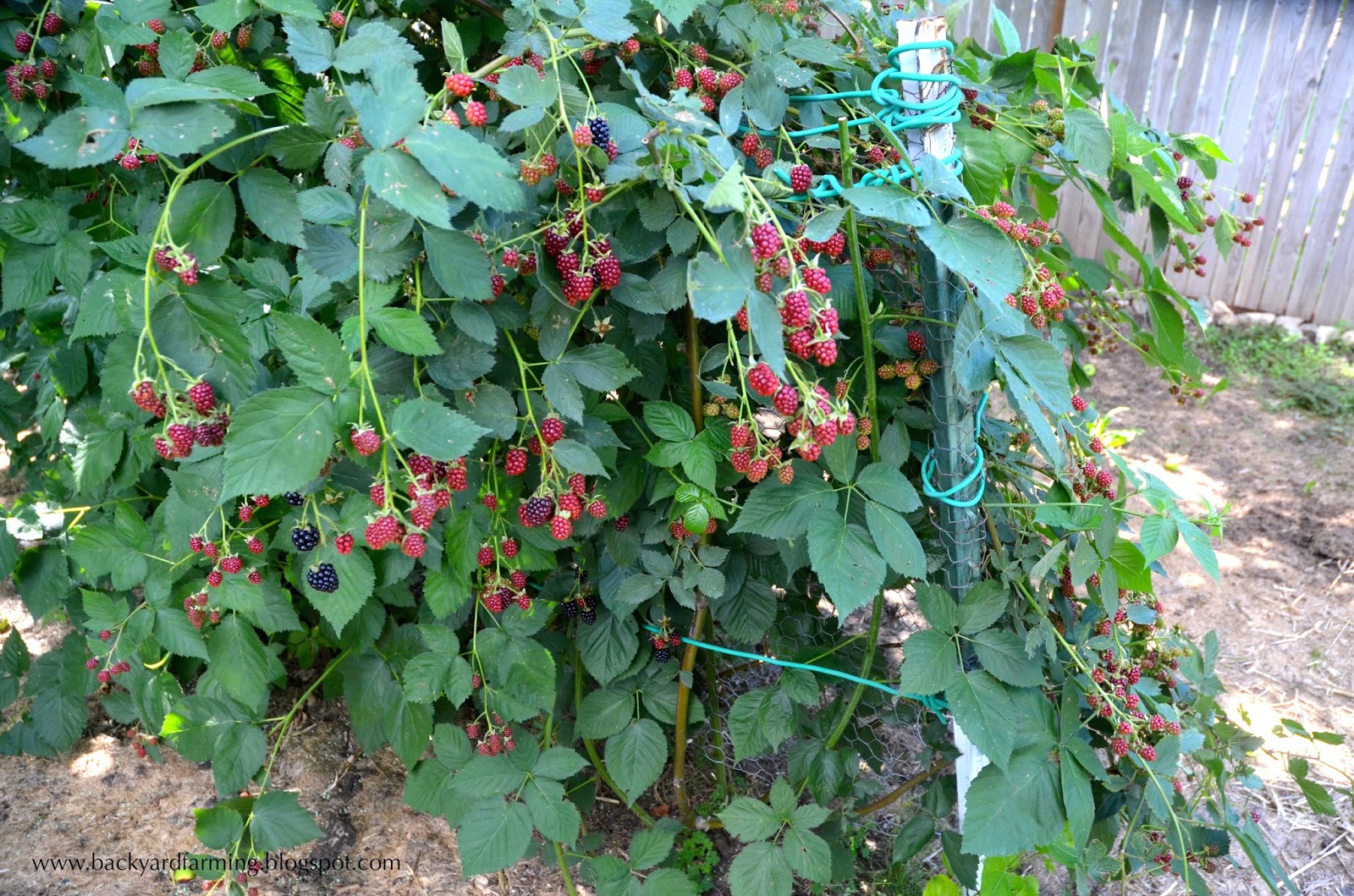 Backyard Farming Weeds? Two ways to grow blackberries