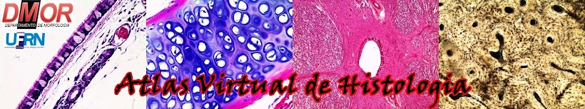 Atlas Virtual de Histologia