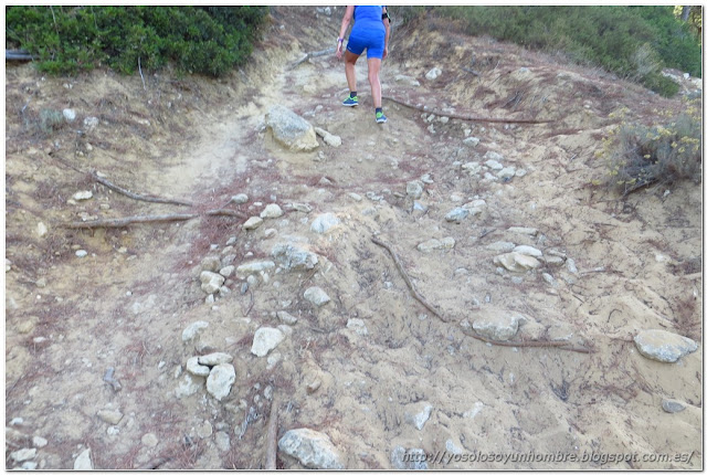 piedras, raices piedras, raices