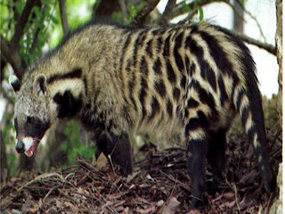 African Civet Animal Pictures